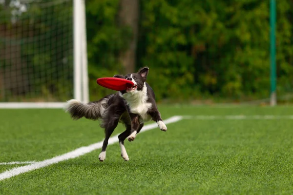 Confine Collie Cattura Disco Giocando Frisbee Giornata Estiva Luce Naturale — Foto Stock