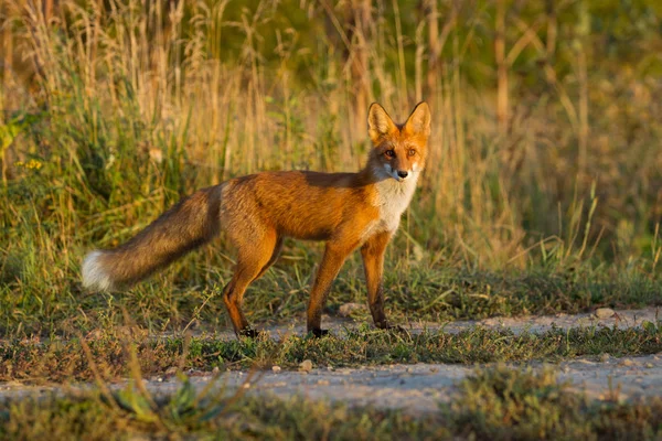 かわいい 熱烈な赤狐のカブが草の背景と 夕日で点灯します 彼はカメラを見てください 夜の光 トウモロコシ畑 — ストック写真