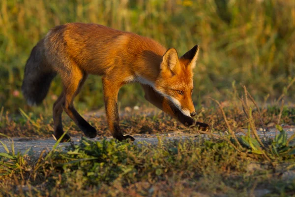 Egy Aranyos Fiatal Tüzes Vörös Róka Cub Áll Megvilágított Lenyugvó — Stock Fotó