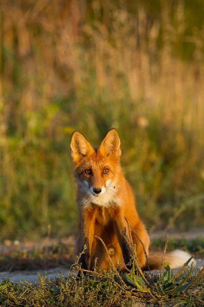 草の背景と 夕日に照らされたかわいい 熱烈な赤狐子が座っています 彼はカメラを見てください 夜の光 肖像画 — ストック写真