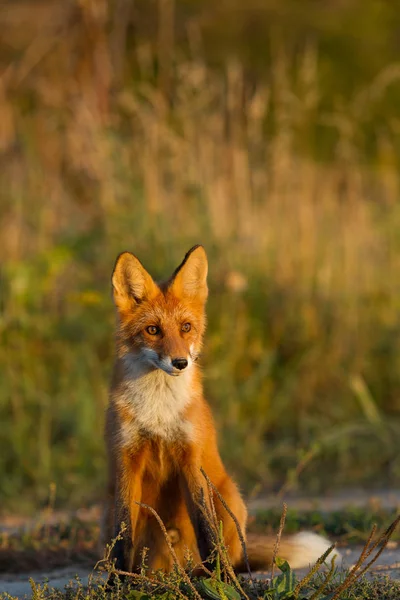 Een Leuk Jong Vurige Red Fox Cub Zit Verlicht Door — Stockfoto