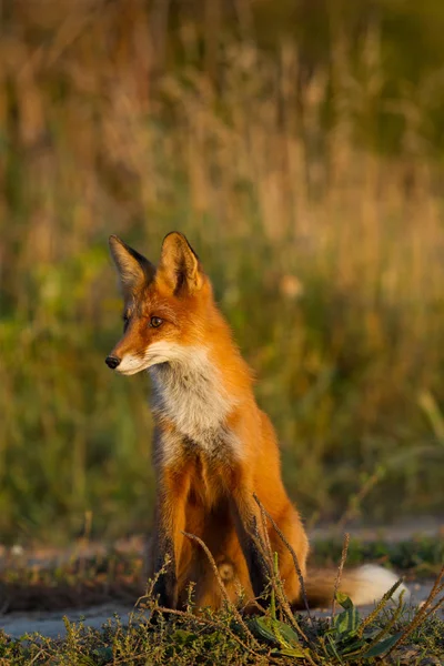 草の背景と 夕日に照らされたかわいい 熱烈な赤狐子が座っています 側に見えます 夜の光 肖像画 — ストック写真