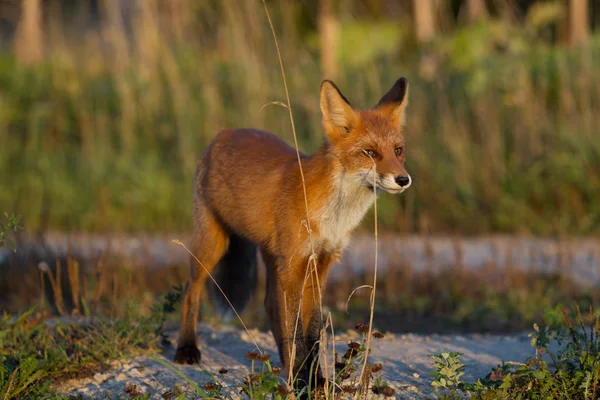 かわいい 熱烈な赤狐カブの略で 草の背景と 夕日に照らされています 側に見えます 夜の光 — ストック写真