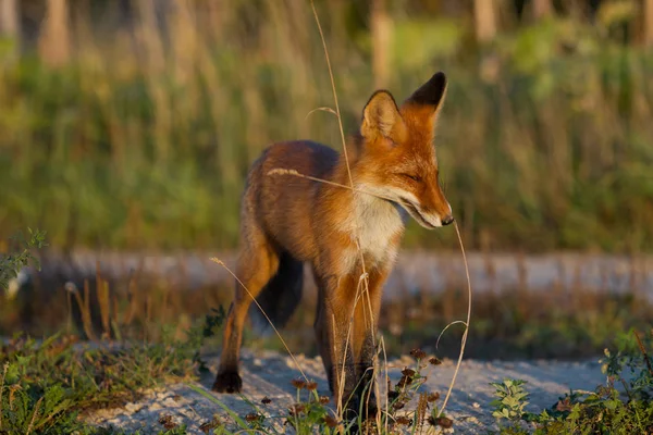 Een Leuk Jong Vurige Red Fox Cub Staat Verlicht Door — Stockfoto