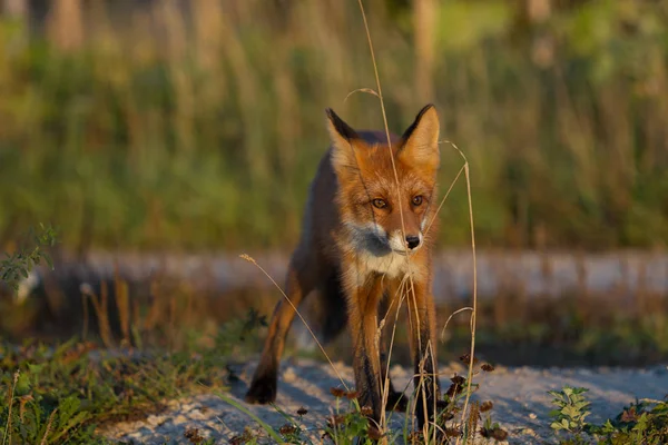 かわいい 熱烈な赤狐のカブが草の背景と 夕日で点灯します 彼はカメラを見てください 夜の光 トウモロコシ畑 — ストック写真