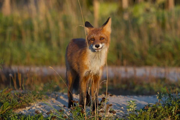 かわいい 熱烈な赤狐のカブが草の背景と 夕日で点灯します 彼はカメラを見てください 夜の光 トウモロコシ畑 — ストック写真