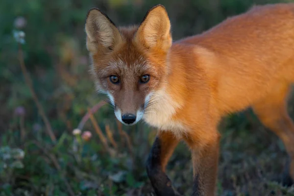 かわいい 熱烈な赤狐のカブが草の背景と 夕日で点灯します 彼はカメラを見てください 夜の光 One Landscape — ストック写真