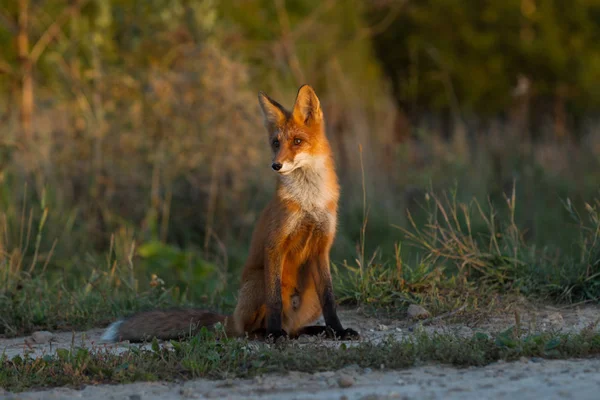 Lindo Joven Fogoso Cachorro Zorro Rojo Sienta Iluminado Por Sol —  Fotos de Stock