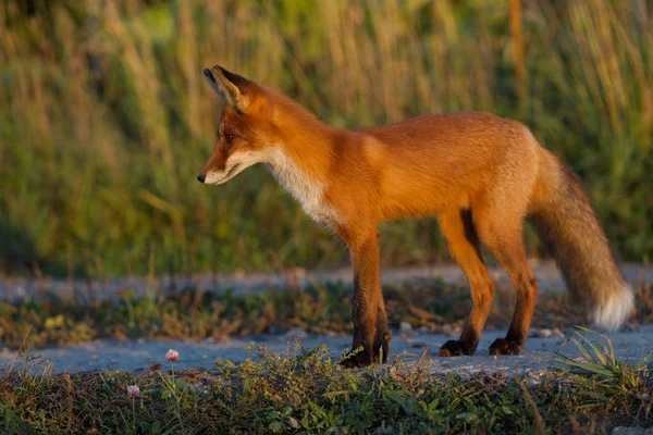Een Leuk Jong Vurige Red Fox Cub Staat Verlicht Door — Stockfoto
