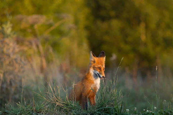 Een Schattig Jong Vurig Rood Vossenjong Zit Verlicht Door Avondzon — Stockfoto