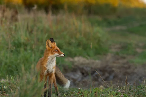 Egy Aranyos Fiatal Tüzes Vörös Róka Cub Áll Megvilágított Lenyugvó — Stock Fotó