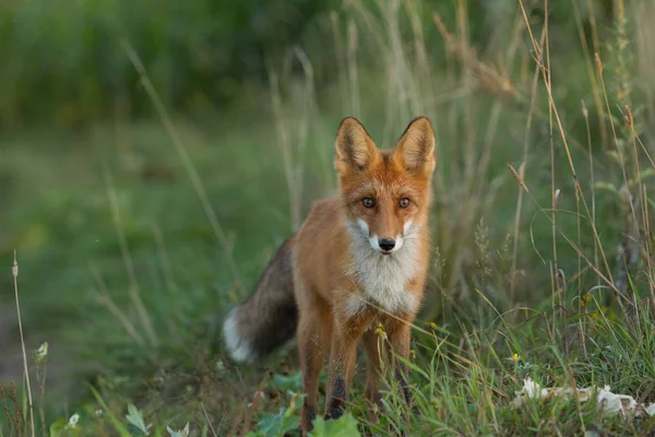 Een Leuk Jong Vurige Red Fox Cub Wordt Verlicht Door — Stockfoto