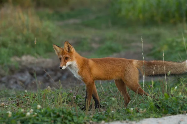 かわいい 熱烈な赤狐カブの略で 草の背景と 夕日に照らされています 側に見えます 夜の光 — ストック写真