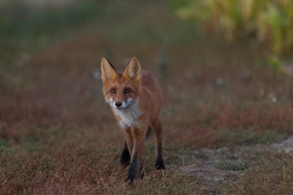 かわいい 熱烈な赤狐のカブが草の背景と 夕日で点灯します 彼はカメラを見てください 夜の光 — ストック写真