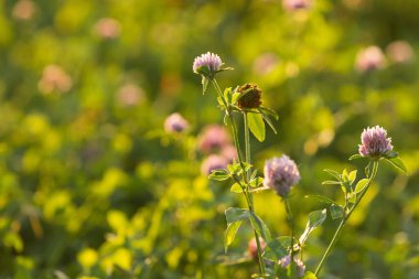 Akşam güneş tarafından aydınlatılmış alanda yonca çiçek