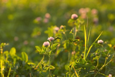 Akşam güneş tarafından aydınlatılmış alanda yonca çiçek