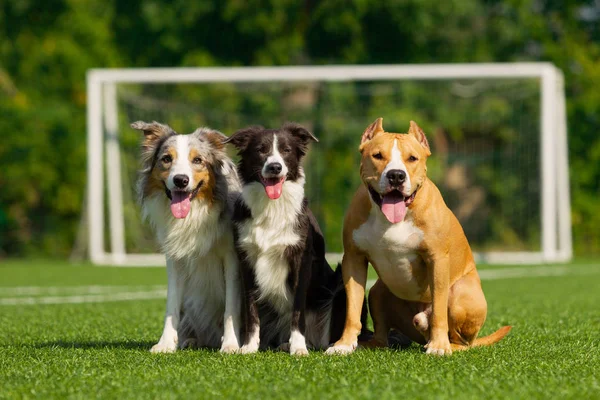 Border Collie Staffordshire Terrier Sitting Green Grass Background Football Goal — Stock Photo, Image