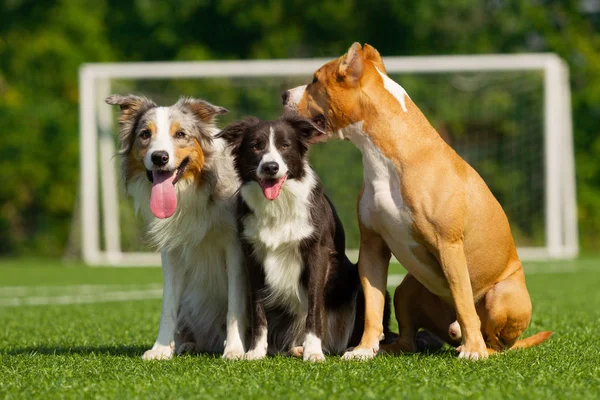 Border Collie Staffordshire Terrier Sitting Green Grass Background Football Goal — Stock Photo, Image