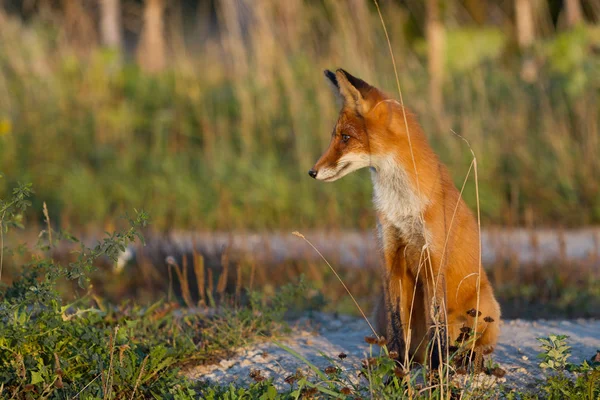 Simpatico Giovane Ardente Cucciolo Volpe Rossa Siede Illuminato Dal Sole — Foto Stock