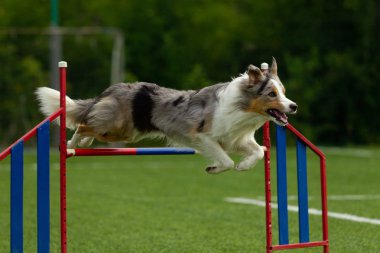 Çeviklik eğitim, doğa ışık, güneş ışığı, yaz günü engeli kenar kömür ocağı atlar