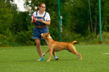 Amerikan Staffordshire terrier sahada oynuyor