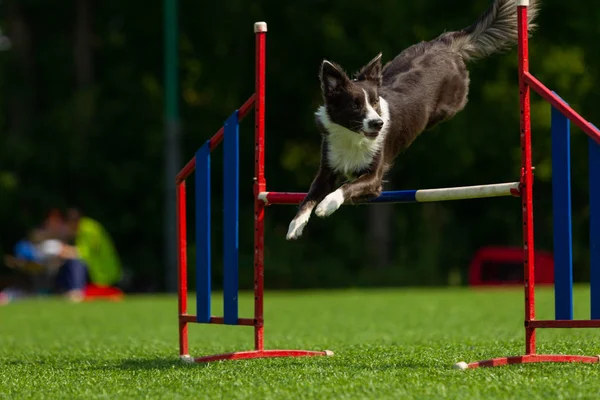 Border Collie Salta Oltre Barriera Allenamento Agilità Luce Naturale Luce — Foto Stock