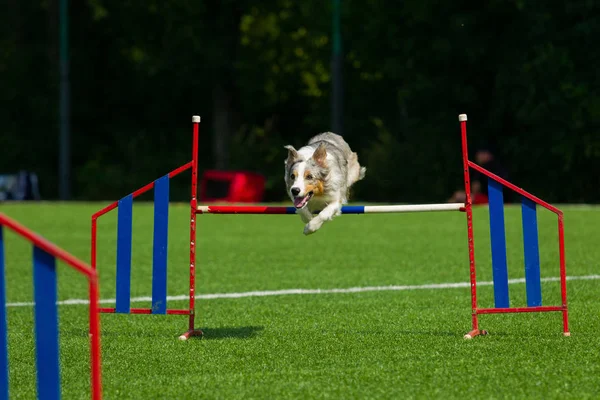 ボーダーコリーの敏捷性トレーニング 自然光 夏の日の障壁をジャンプします — ストック写真