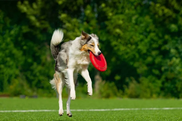 Collie Confine Cattura Disco Giornata Estiva Luce Naturale — Foto Stock