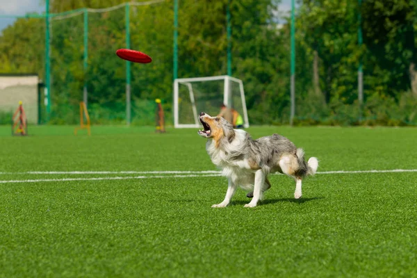 Border Collie Catches Disc Summer Day Natural Light — Stock Photo, Image