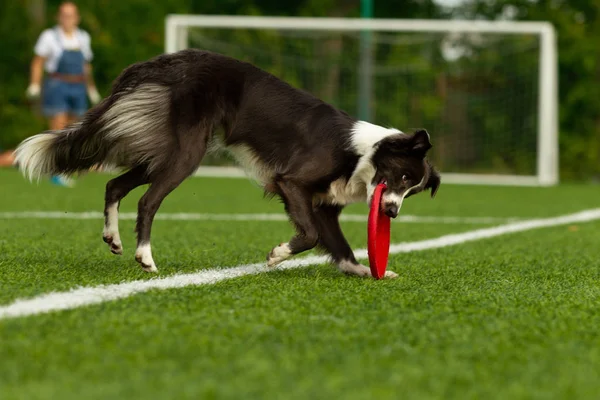 Collie Confine Cattura Disco Giornata Estiva Luce Naturale — Foto Stock