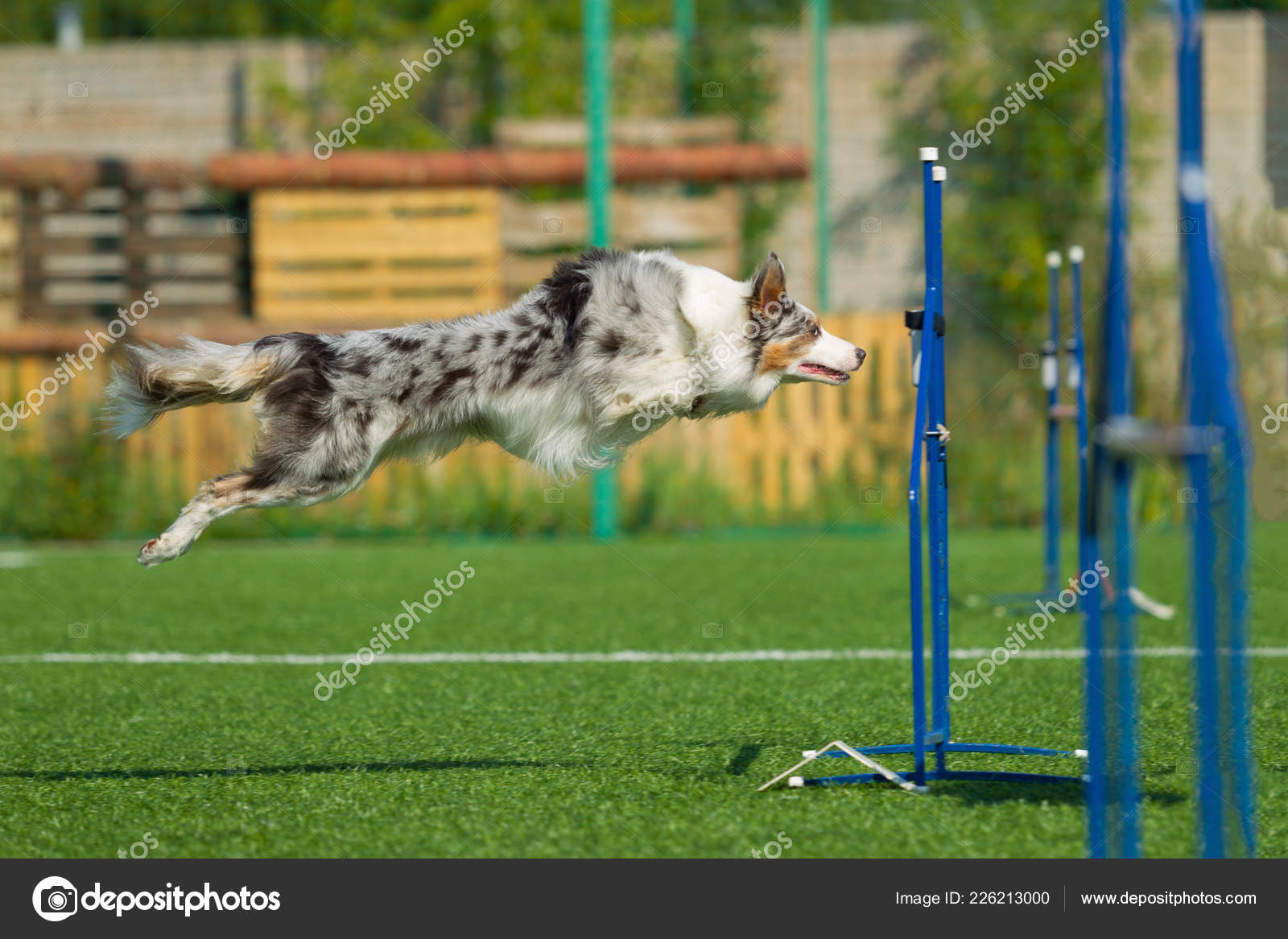 border collie competition