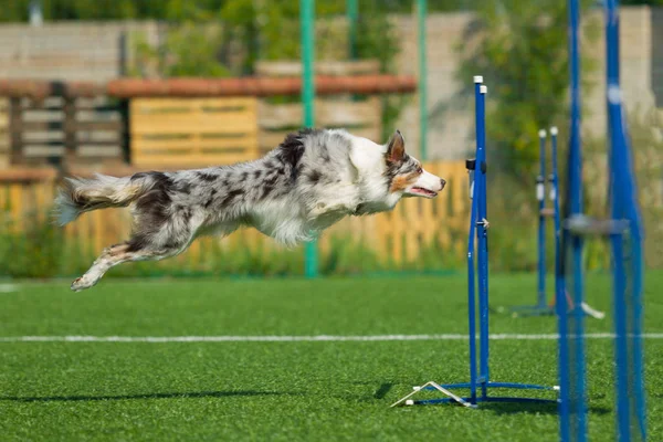 Pies Wykonuje Zwinność Konkurs Border Collie Srebrzysty Kolor Biały Szary — Zdjęcie stockowe