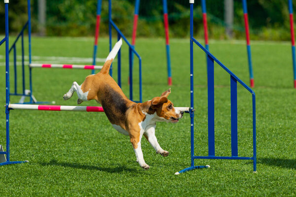 The dog performs at agility competition. Beagle dog jumping over obstacles. Summer day. Nature light