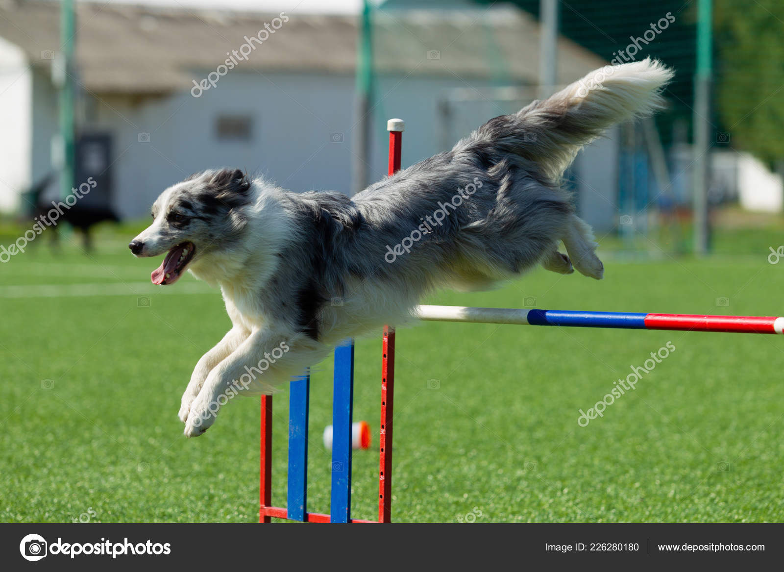 border collie competition