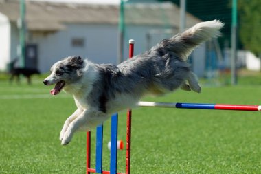 Köpek çeviklik yarışmasında gerçekleştirir. Kenar kömür ocağı, gümüş rengi beyaz, gri renk olduğunu