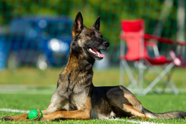 Der Hund Tritt Beim Geschicklichkeitswettbewerb Auf Belgischer Schäferhund Ruht Sich — Stockfoto