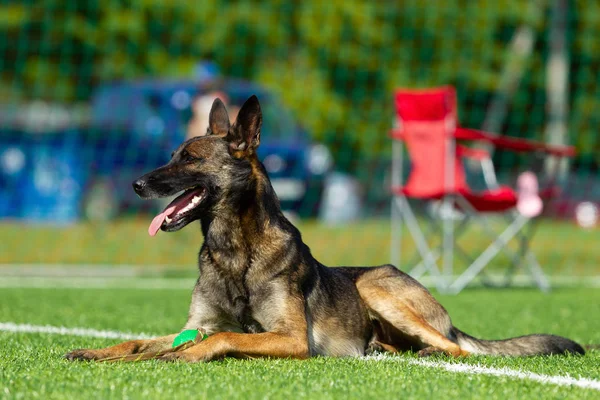 The dog performs at agility competition. Belgian Shepherd resting during a break in the competition. Sunlight
