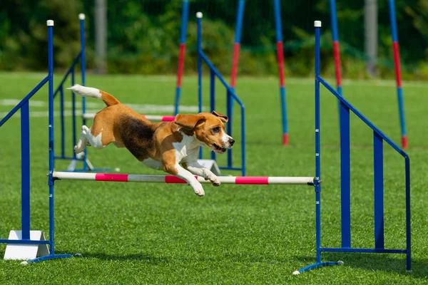 Pies Wykonuje Zwinność Konkurs Pies Rasy Beagle Skoki Przez Przeszkody — Zdjęcie stockowe