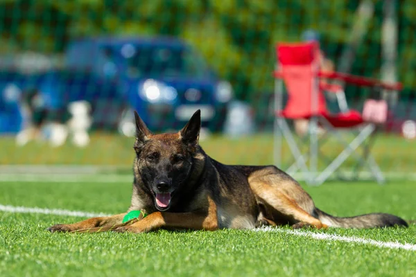 The dog performs at agility competition. Belgian Shepherd resting during a break in the competition. Sunlight