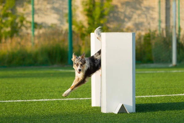 Der Hund Tritt Beim Geschicklichkeitswettbewerb Auf Border Collie Ist Eine — Stockfoto