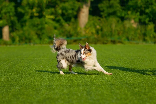 Dog Performs Agility Competition Border Collie Silvery White Gray Color — Stock Photo, Image