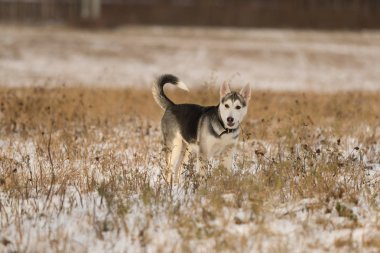 Güneş ışığı karlı bir alanda bir yolda Husky köpek yavrusu