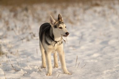 Güneş ışığı karlı bir alanda bir yolda Husky köpek yavrusu