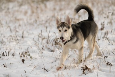Güneş ışığı karlı bir alanda bir yolda Husky köpek yavrusu