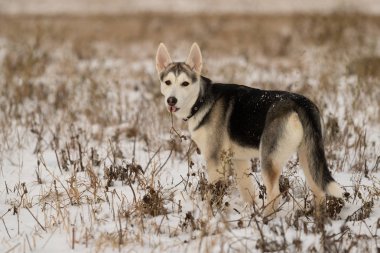 Güneş ışığı karlı bir alanda bir yolda Husky köpek yavrusu