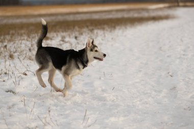Güneş ışığı karlı bir alanda bir yolda Husky köpek yavrusu