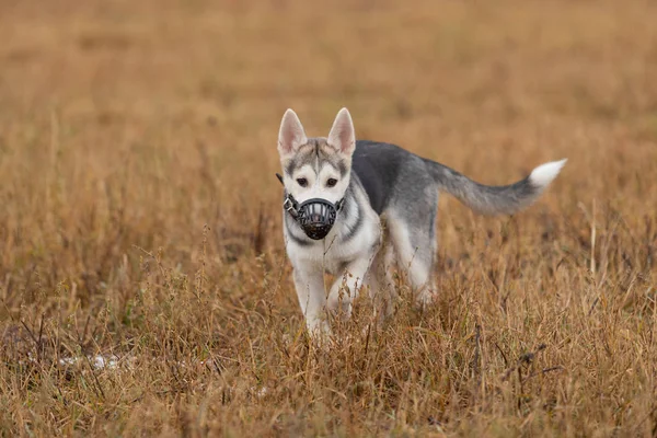 Husky Pup Een Wandeling Herfstdag Het Veld — Stockfoto