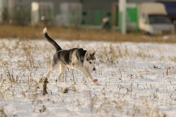 Husky Cucciolo Una Passeggiata Campo Innevato Luce Del Sole — Foto Stock