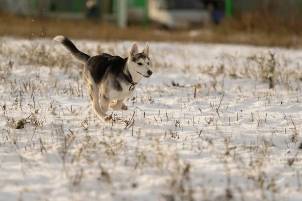 Cachorrinho Husky Passeio Campo Nevado Luz Solar — Fotografia de Stock