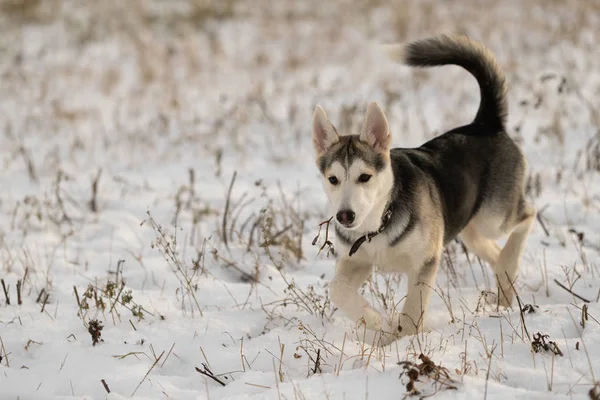 Husky Hvalp Tur Snedækket Felt Sollys - Stock-foto